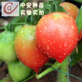  03观赏水果——红寿桃
